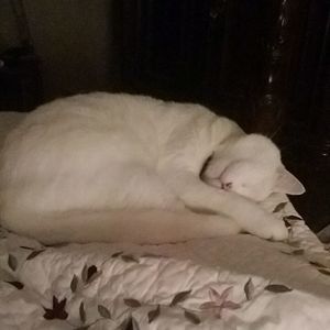 Relax...curl up with a good cat.....